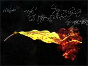 Screen capture of “Slipping Glimpse” by Stephanie Strickland, Cynthia Lawson Jaramillo, and Paul Ryan. Pitch black background with words appearing without order at the top. In the left corner, below the letters, there is a match that makes an explosion the reaches all the way to the right corner of the picture, taking the middle space. Text: “Slender/ reeds/ alone/ who/ food/ living/ chain/ on light/ slipping/ say/ slipping/ what.”